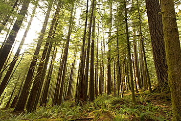 Pine trees in Mount Hood National Forest, Oregon