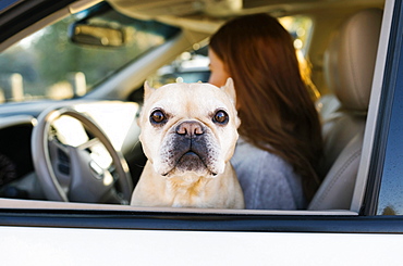 Pet French bulldog by woman in car window