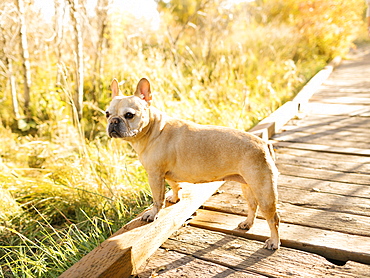 French bulldog on forest boardwalk