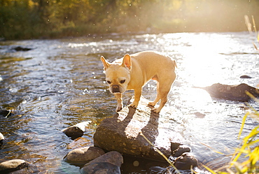 French bulldog on rock in river