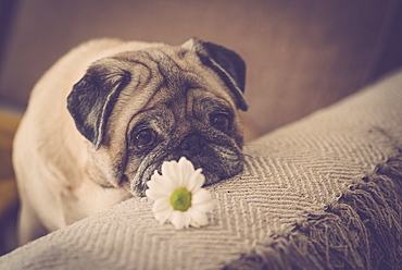 Pug with daisy on sofa