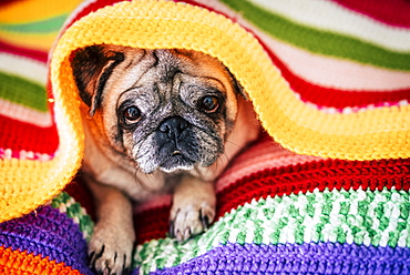 Pug lying under blanket