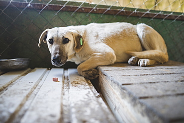 Portrait of scared dog in animal shelter