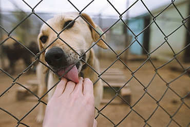 Dog licking human hand through fence in animal shelter