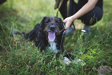 Young woman with dog from animal shelter relaxing in grass