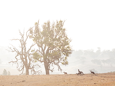 Kangaroos in dry field