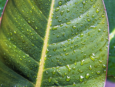 Dew droplets on leaves