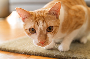 Cat crouching on rug