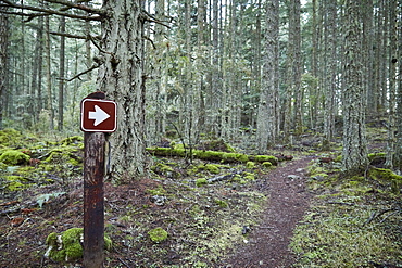 USA, Washington, San Juan County, Orcas Island, Path in forest