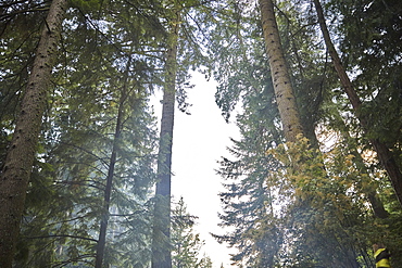 USA, Washington, San Juan County, Orcas Island, Low angle view of trees