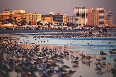 USA, Florida, Daytona Beach, Beach at sunrise