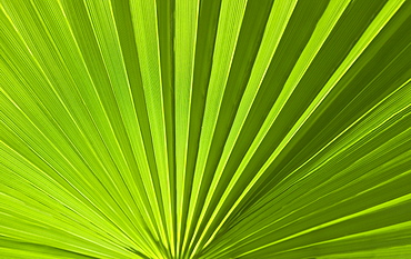 Closeup of green foliage