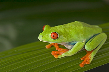 Closeup of red eyed tree frog