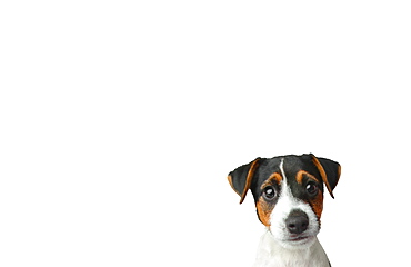 Studio shot of Jack Russel Terrier puppy