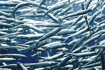 Close up of swimming school of fish