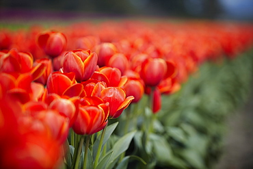 Red tulips in field