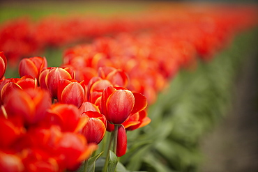 Red tulips in field