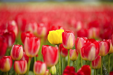 Yellow tulip among red ones