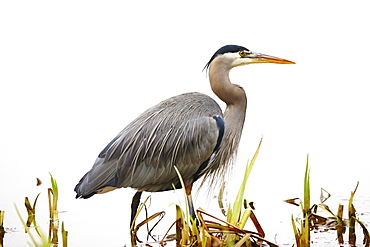 Blue Herron (Ardea herodias) wading in water