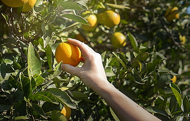 Woman picking up orange from a tree