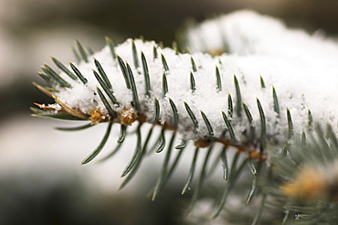 Snow covered pine needles