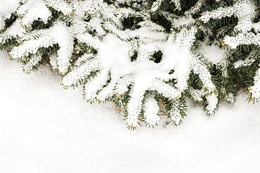 Snow covered pine branch