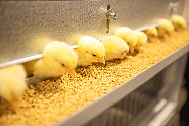 Baby chickens at feeder station