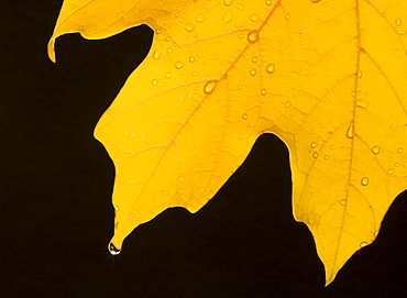 Closeup of fall leaf