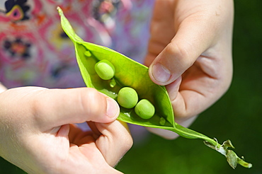 Girl opening pea pod from garden