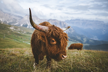 Italy, Dolomite Alps, Highland cattle in pasture in Dolomite Alps