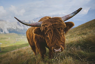 Italy, Dolomite Alps, Highland cattle in pasture in Dolomite Alps