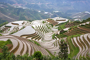 China, Guangxi, Guilin, Longsheng, Terraced rice fields