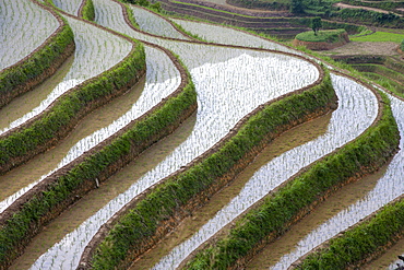 China, Guangxi, Guilin, Longsheng, Terraced rice fields