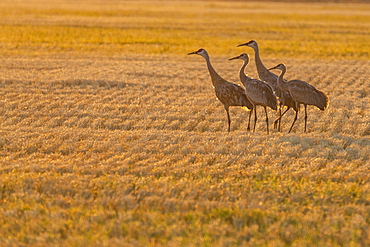 USA, Idaho, Bellevue, Sandhill cranes (Antigone canadensis) in stubble field