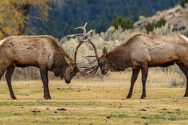 USA, Wyoming, Yellowstone National Park, Elk (Cervus elaphus) bulls in sparring duel for dominance in Yellowstone National Park