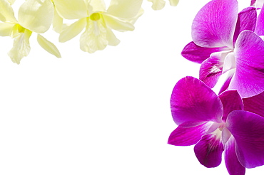 Orchids on white background