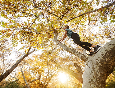 United States, California, Mission Viejo, Low angle view of girl (12-13) climbing tree in forest at sunset