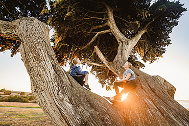 United States, California, Cambria, Boy (10-11) and girl (12-13) sitting on tree in landscape at sunset