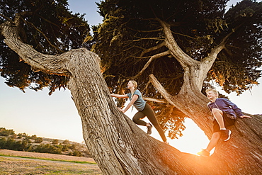 United States, California, Cambria, Boy (10-11) and girl (12-13) sitting on tree in landscape at sunset