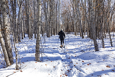 United States, Idaho, Bellevue, Senior woman snowshoeing