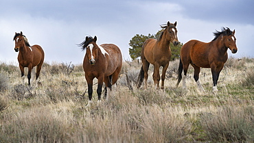 United States, Oregon, Wild horses in grassy field