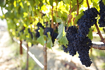 Grapes growing in vineyard, Napa Valley, California, USA