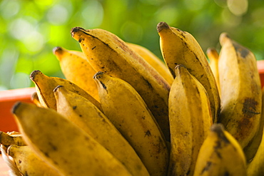 Bunch of plantains, close-up