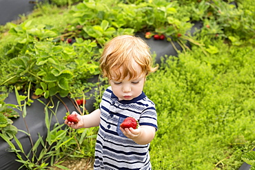 Toddler outdoors, holding strawberries