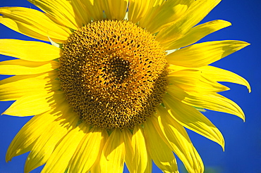 Closeup of sunflower