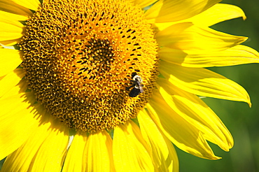 Closeup of bee on sunflower