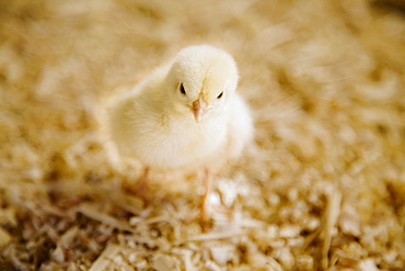 Chick, close-up