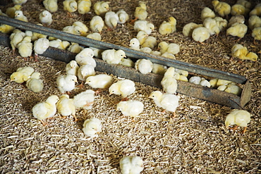 Chicks on farm, eating