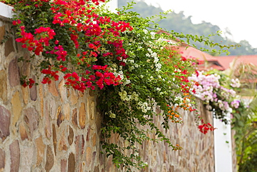 Wall with colorful flowers, Kep, Cambodia