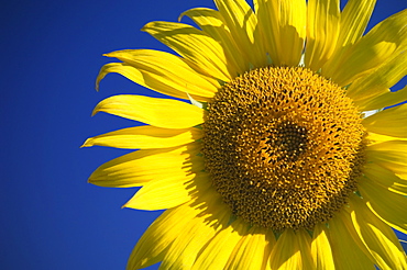 Sunflower with blue sky